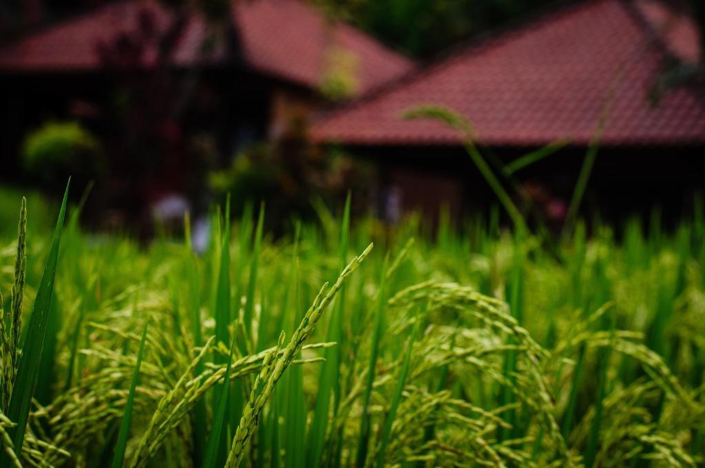 Puji And Ubud (Bali)
